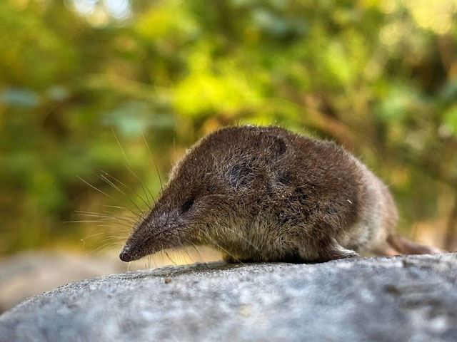 Picture 4 of Which animal is the most gluttonous on Earth?