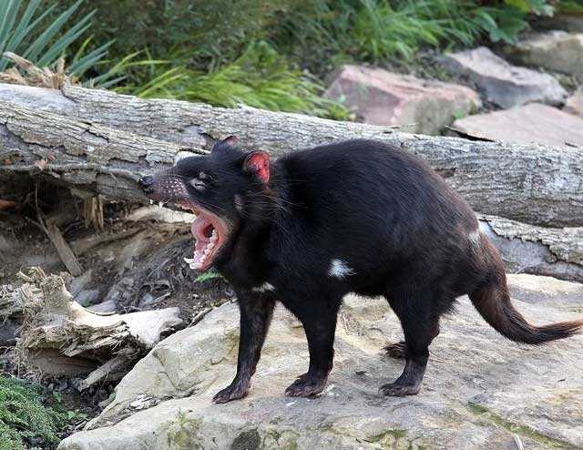 Picture 5 of Which animal is the most gluttonous on Earth?