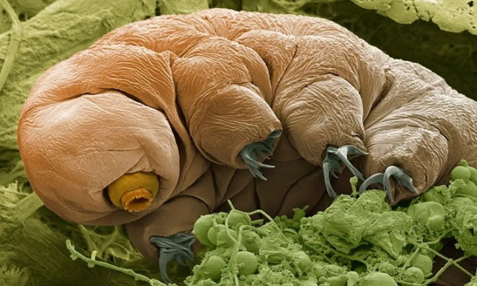 Picture 1 of Which animal will last on Earth?