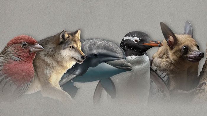 Which animals are susceptible to cancer? Picture 1
