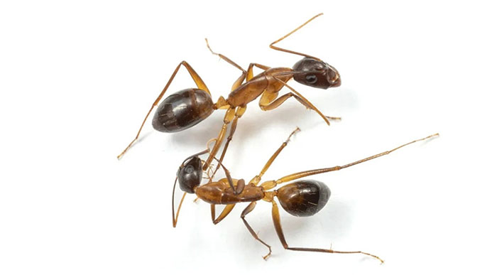 Picture 2 of Which insect is the smartest?