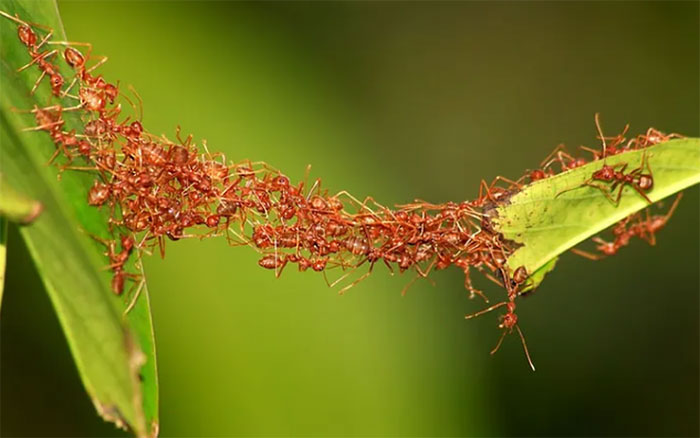 Picture 3 of Which insect is the smartest?