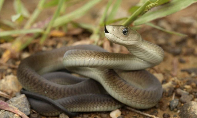 Picture 1 of Which snake has the fastest speed on the planet?