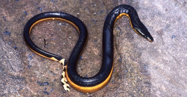 Picture 4 of Which snake has the fastest speed on the planet?