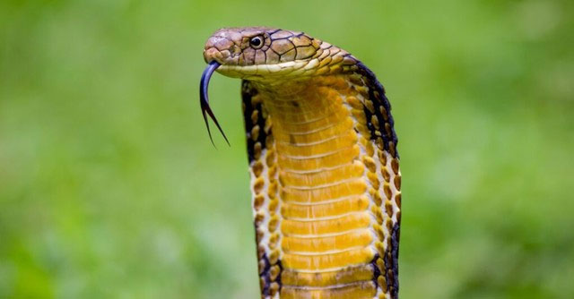 Picture 5 of Which snake has the fastest speed on the planet?