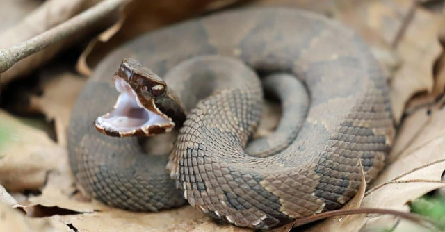 Picture 6 of Which snake has the fastest speed on the planet?
