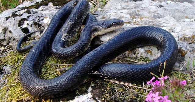 Picture 7 of Which snake has the fastest speed on the planet?