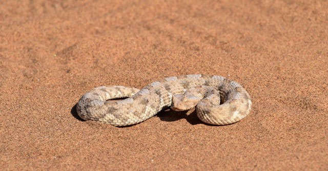 Picture 8 of Which snake has the fastest speed on the planet?