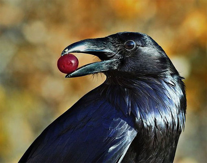 Picture 2 of Which species has the biggest brain? Are they the smartest?