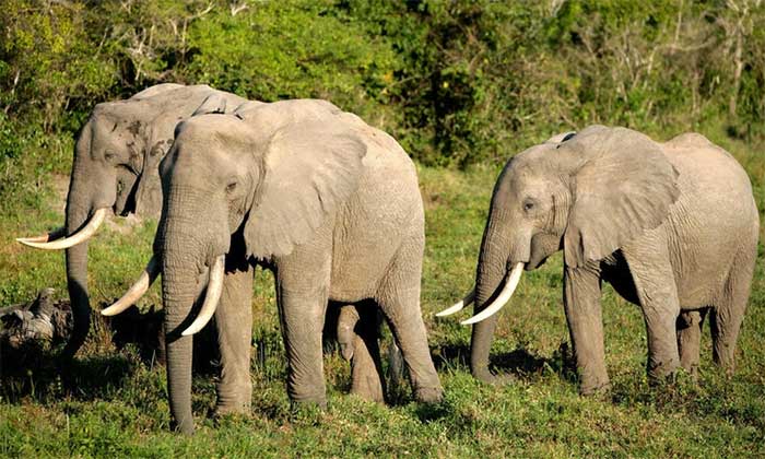 Picture 3 of Which species has the biggest brain? Are they the smartest?
