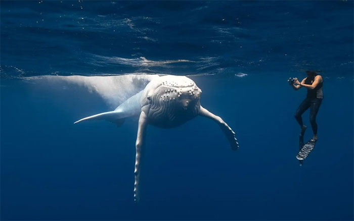 Picture 2 of White humpback whale discovered, super rare creature in nature!