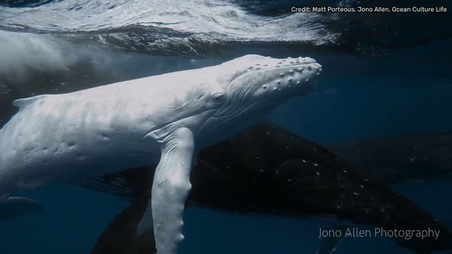 Picture 3 of White humpback whale discovered, super rare creature in nature!