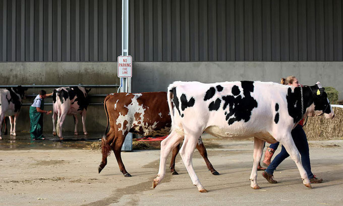 Picture 1 of WHO detected H5N1 influenza virus in cow's milk