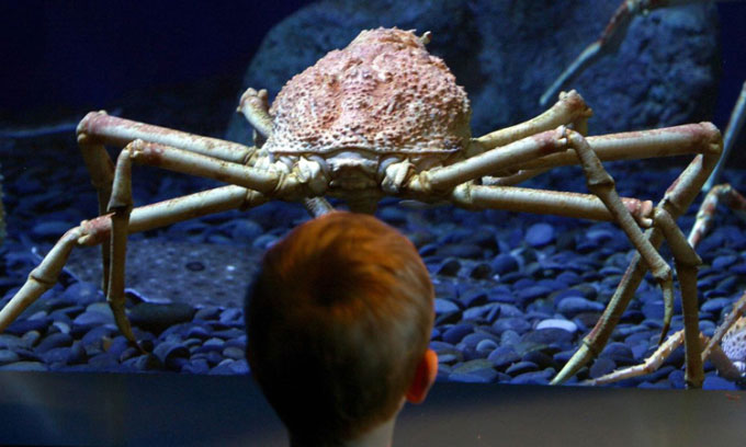 Picture 1 of Why are deep-sea animals often huge in size?