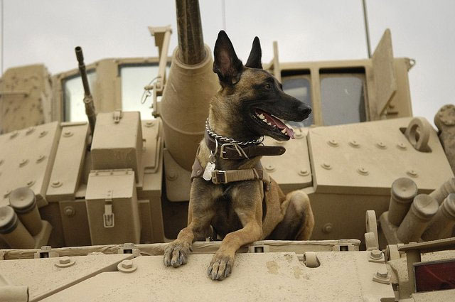 Why are dogs trained to detect drugs and bombs? Picture 1