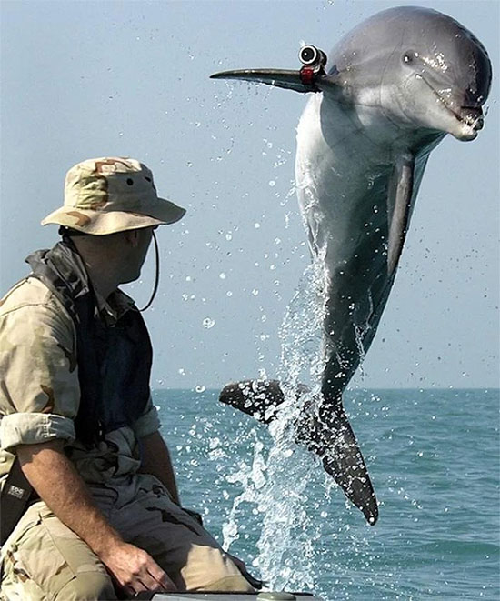 Picture 3 of Why are dolphins deployed by Russia to protect an important base in the middle of the war with Ukraine?
