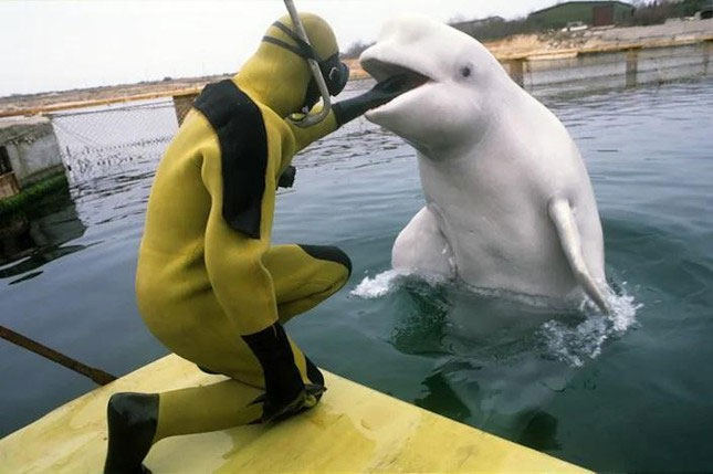 Picture 4 of Why are dolphins deployed by Russia to protect an important base in the middle of the war with Ukraine?