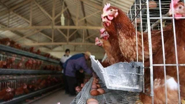 Picture 1 of Why are hens imitating the crowing of a rooster considered a 'bad omen', often killed?