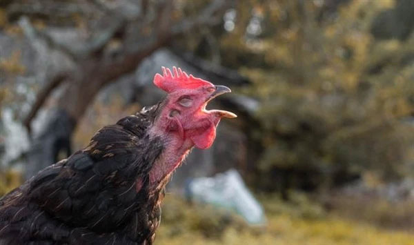 Picture 2 of Why are hens imitating the crowing of a rooster considered a 'bad omen', often killed?
