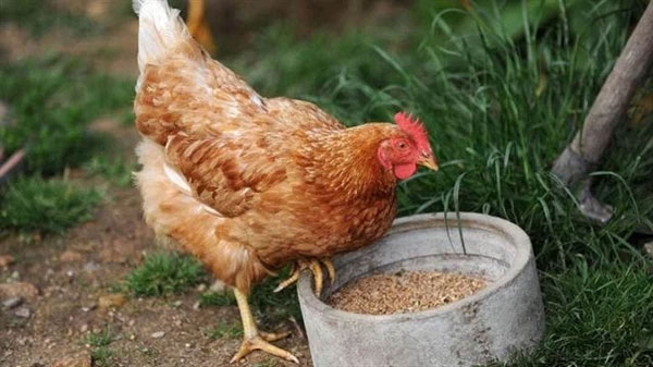 Picture 3 of Why are hens imitating the crowing of a rooster considered a 'bad omen', often killed?