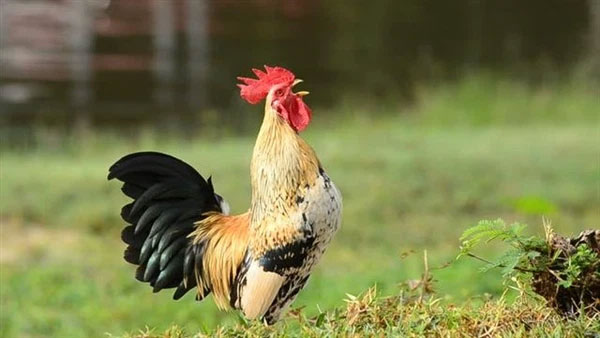 Picture 4 of Why are hens imitating the crowing of a rooster considered a 'bad omen', often killed?