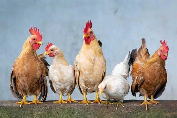 Picture 5 of Why are hens imitating the crowing of a rooster considered a 'bad omen', often killed?