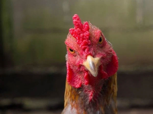 Picture 6 of Why are hens imitating the crowing of a rooster considered a 'bad omen', often killed?