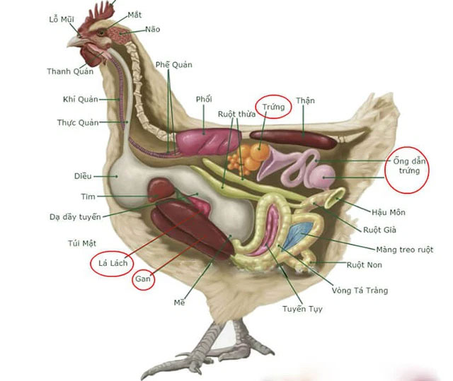Picture 7 of Why are hens imitating the crowing of a rooster considered a 'bad omen', often killed?