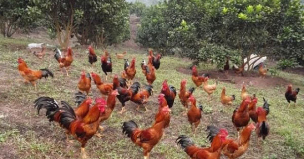 Picture 8 of Why are hens imitating the crowing of a rooster considered a 'bad omen', often killed?