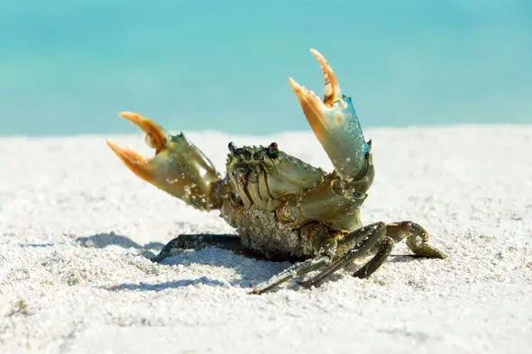 Picture 1 of Why are more and more animals evolving into crabs?