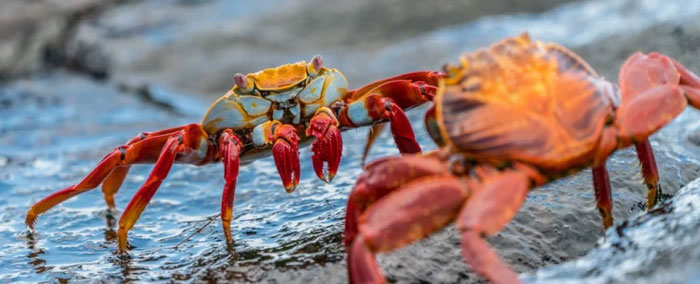 Picture 2 of Why are more and more animals evolving into crabs?