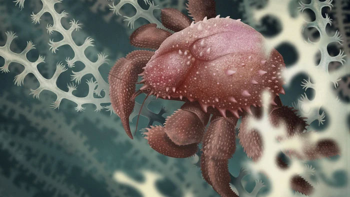 Picture 3 of Why are more and more animals evolving into crabs?