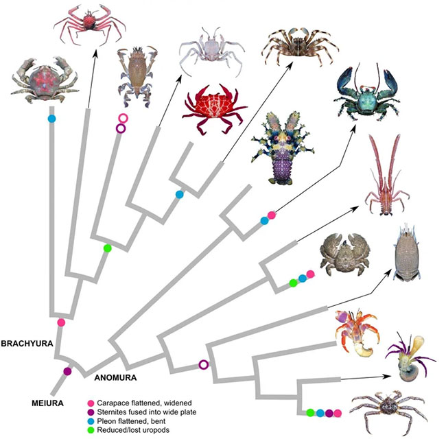 Picture 4 of Why are more and more animals evolving into crabs?