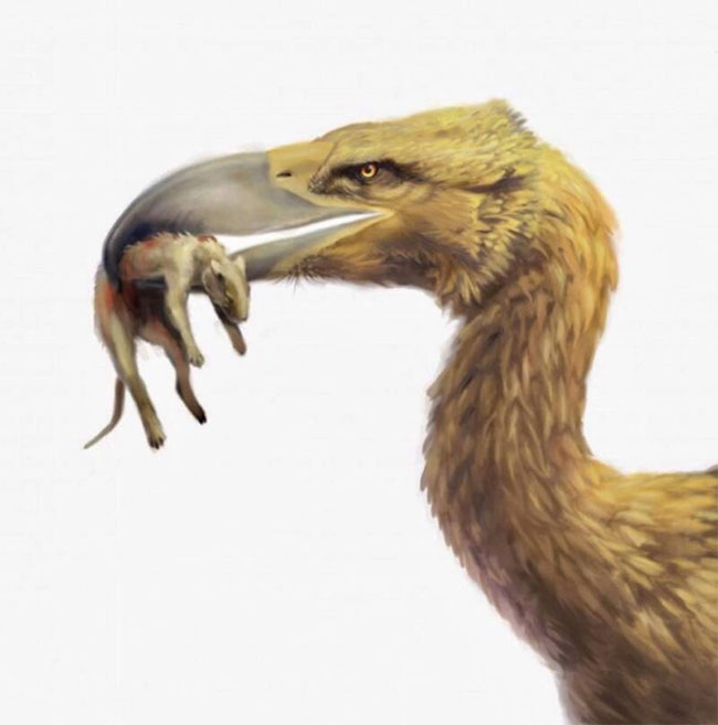 Why are the Phorusrhacids the most feared predator of prehistoric times? Picture 2