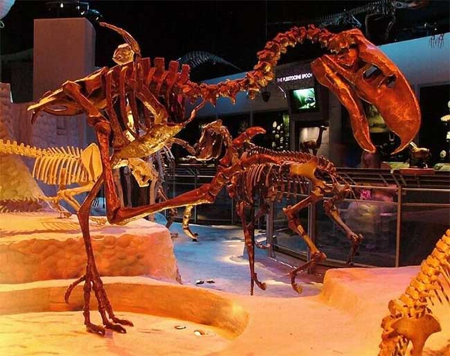 Why are the Phorusrhacids the most feared predator of prehistoric times? Picture 3