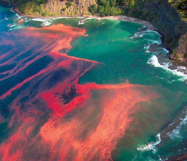 Why are there names Dead Sea, Black Sea, Red Sea? Thought basic knowledge but not everyone knows Picture 3