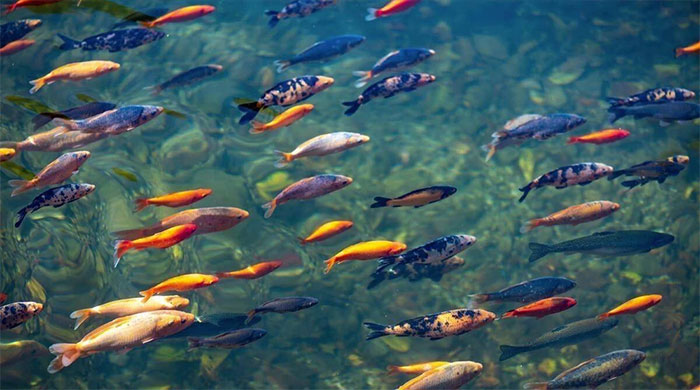 Picture 2 of Why are there so many giant fish flooding the Three Gorges Dam but no one dares to catch them?