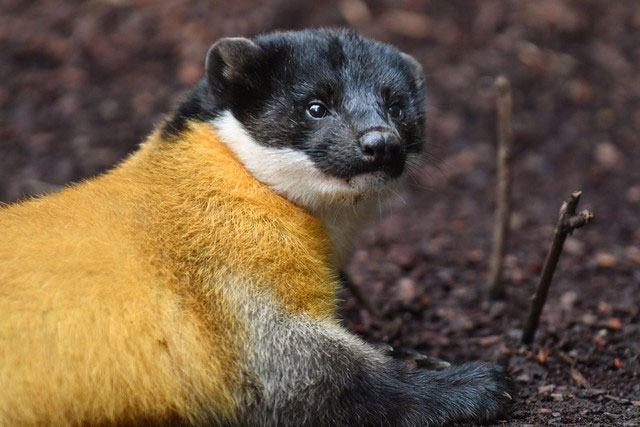 Picture 1 of Why can a weasel weighing only a few kilos hunt a wild boar weighing 250kg?