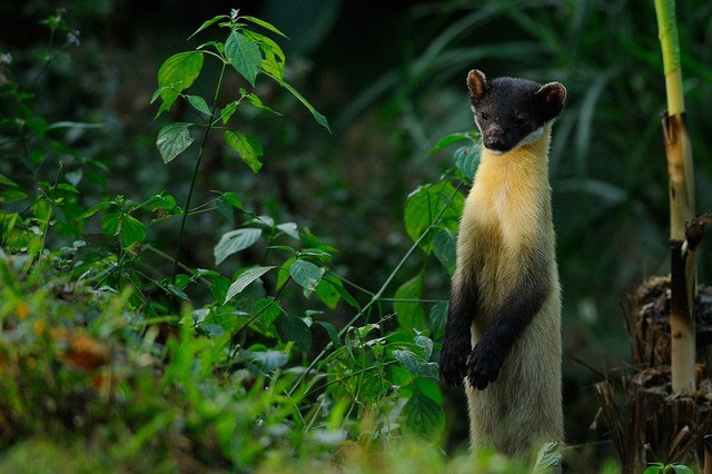 Picture 2 of Why can a weasel weighing only a few kilos hunt a wild boar weighing 250kg?
