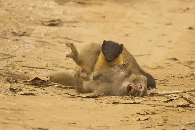 Picture 3 of Why can a weasel weighing only a few kilos hunt a wild boar weighing 250kg?