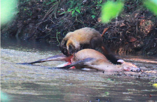 Picture 4 of Why can a weasel weighing only a few kilos hunt a wild boar weighing 250kg?