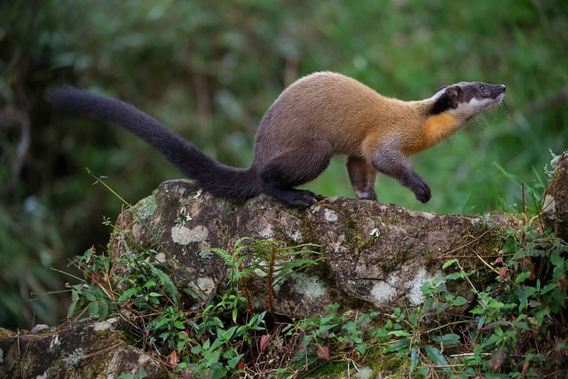 Picture 5 of Why can a weasel weighing only a few kilos hunt a wild boar weighing 250kg?