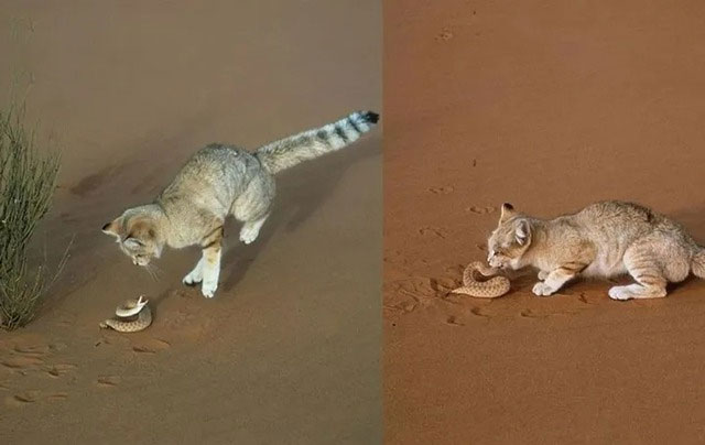 Why can desert cats eat poisonous snakes without getting poisoned? Picture 1