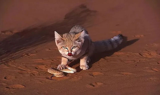 Why can desert cats eat poisonous snakes without getting poisoned? Picture 2