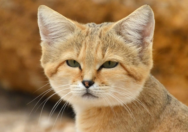 Why can desert cats eat poisonous snakes without getting poisoned? Picture 3