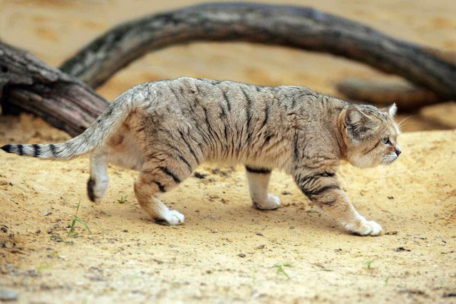 Why can desert cats eat poisonous snakes without getting poisoned? Picture 4