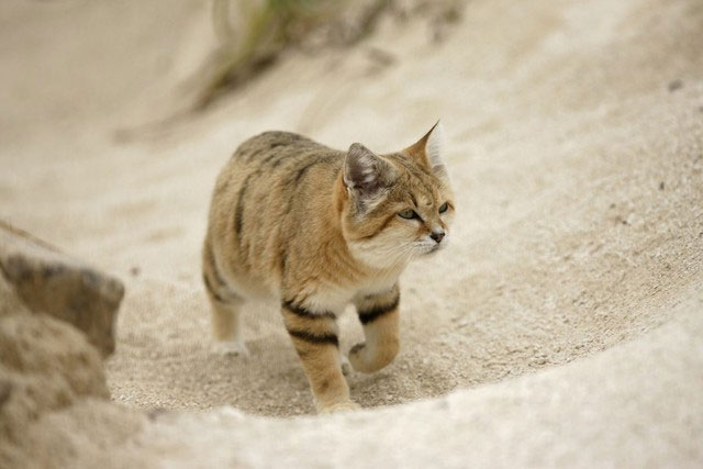 Why can desert cats eat poisonous snakes without getting poisoned? Picture 5