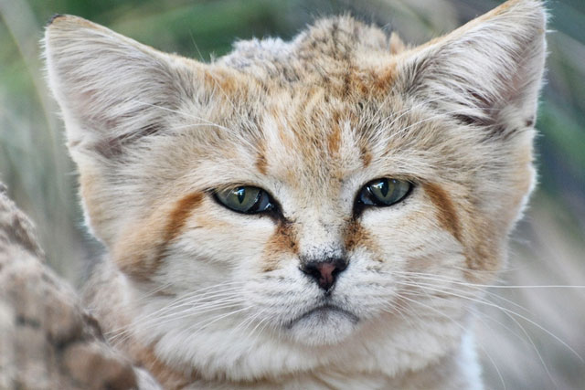Why can desert cats eat poisonous snakes without getting poisoned? Picture 6