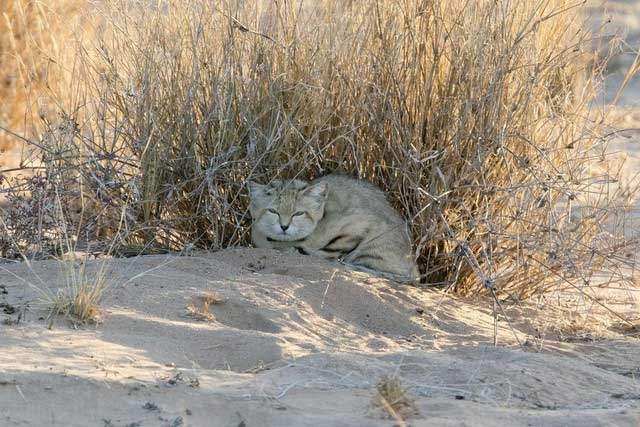 Why can desert cats eat poisonous snakes without getting poisoned? Picture 7