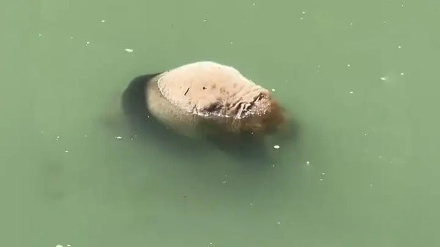 Picture 1 of Why can giant pandas swim but they can still drown?